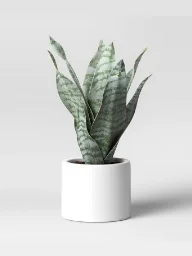 گل آپارتمانی