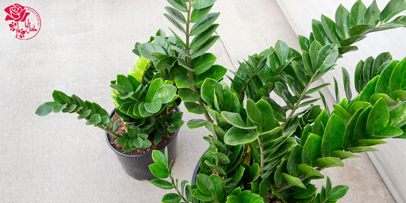 گیاه آپارتمانی زامیوکالکاس یکی از محبوب ترین گیاهان آپارتمانی