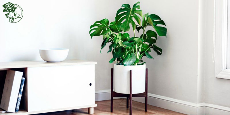 گیاه مونسترا یکی از محبوب ترین گیاهان آپارتمانی