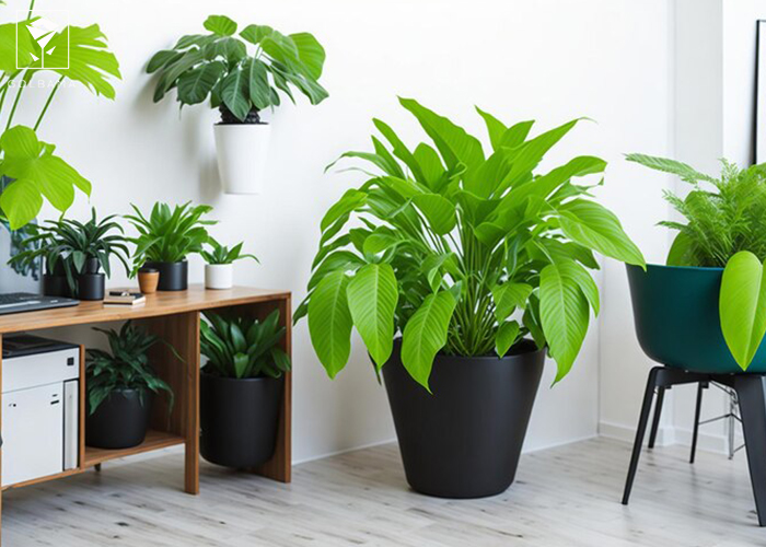 فواید نگهداری از گیاهان آپارتمانی: 6. گیاهان بهترین تصفیه‌کننده‌های هوا
