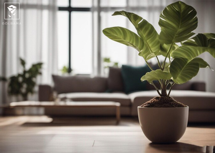 نکات نگهداری از گیاهان آپارتمانی: آبیاری گیاهان آپارتمانی