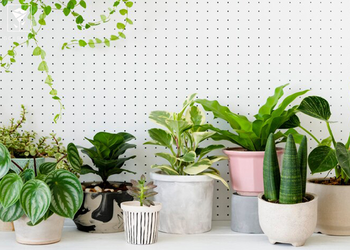 فواید نگهداری از گیاهان آپارتمانی: 4. مراقبت از گیاهان و بهبود سریعتر بیماری‌ها