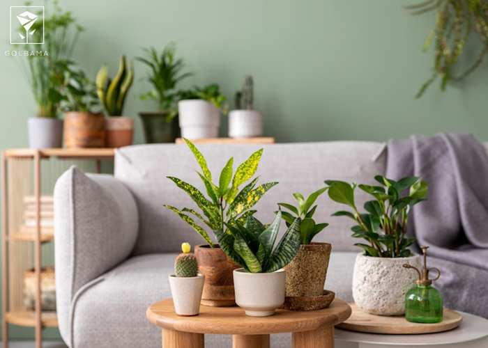 آموزش نگهداری از گیاهان آپارتمانی: تکثیر گیاهان آپارتمانی