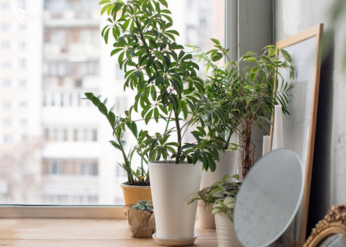 نگهداری از گیاهان آپارتمانی مقاوم