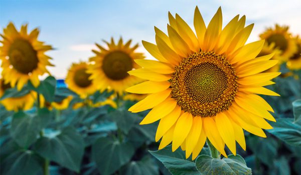 plant & flower of the year in 2021