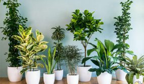 نگهداری از گیاهان آپارتمانی در فصل زمستان