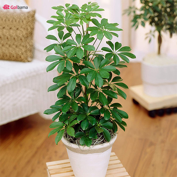 گیاهان آپارتمانیِ کم نور: 17. گیاه شفلرا یا پنجه کلاغی (Dwarf Umbrella Plant)