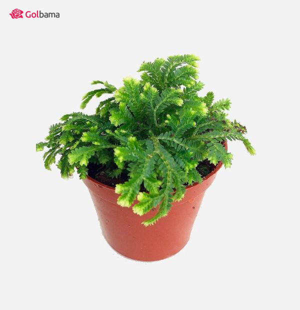 گیاهان آپارتمانی زینتی: 29. گیاه سلاژینا (Frosty Fern Plant)