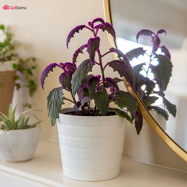 گیاهان آپارتمانی با رشد سریع: 6. گیاه گینورا (Velvet Plant)
