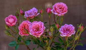 گلهای آپارتمانی معطر