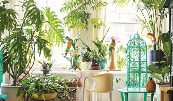 گیاهان آپارتمانی سریع الرشد