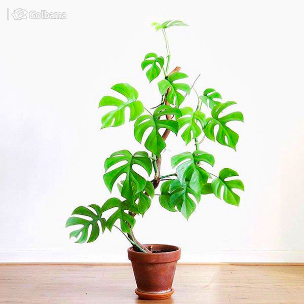 گیاهان آپارتمانی لاچکری: 29. گیاه فیلودندرون مینی‌ما  (Philodendron Minima)