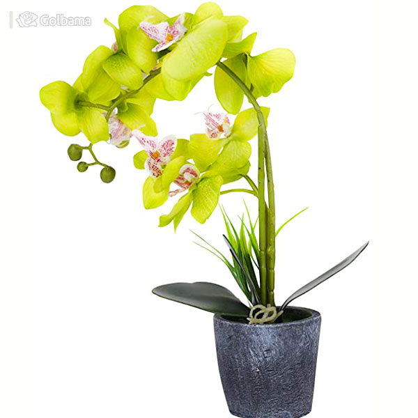گیاهان آپارتمانی لوکس: 28. گیاه ارکیده شن ژن نونگکه Shenzhen) Nongke Orchid)  