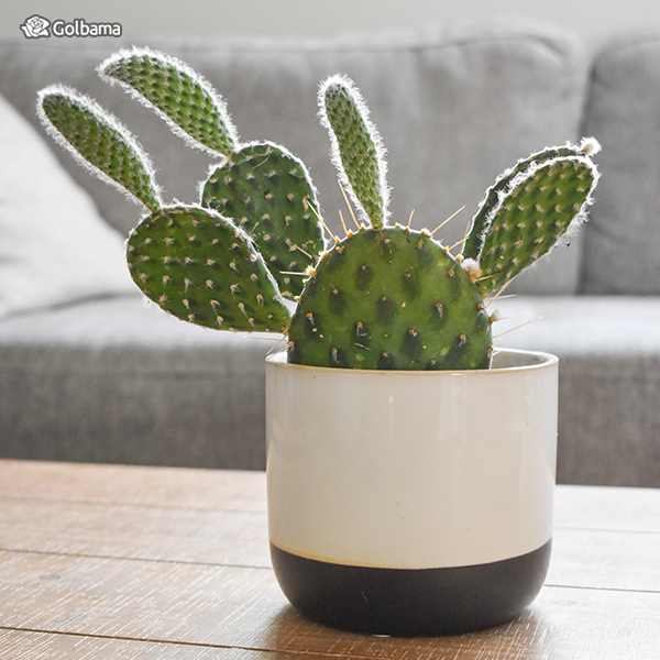 گیاهان آپارتمانی لوکس: 18. کاکتوس (Prickly Pear Cactus)