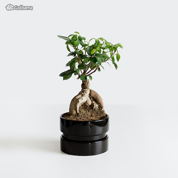 گیاهان آپارتمانی لوکس: 15. فیکوس بونسای (Ficus Bonsai Tree)