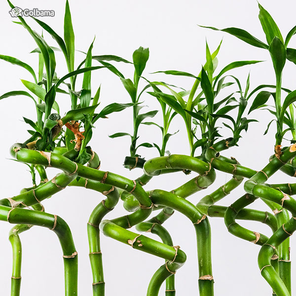 گیاهان آپارتمانی لوکس: 20. گیاه بامبو (Lucky Bamboo)