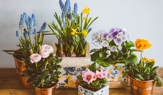 گیاهان آپارتمانی گلدار: (معرفی 26 نوع از بهترین‌ گیاهان گلدار خانگی + عکس) | وبلاگ گل باما