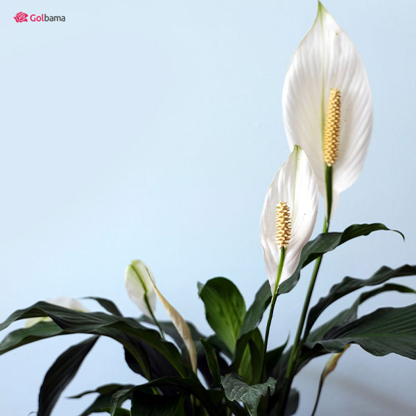 گیاهان آپارتمانی سایه دوست: 14. اسپاتی فیلوم (Peace Lily)
