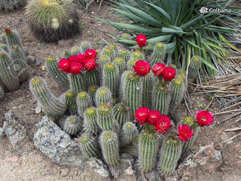 انواع مختلف کاکتوس: 107. کاکتوس مشعل قرمز (Red Torch Cactus)