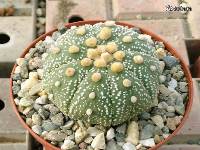انواع مختلف کاکتوس: 111. کاکتوس ستاره‌ای (Sand Dollar Cactus)