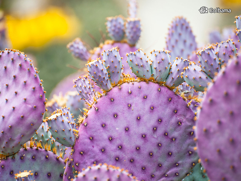 انواع مختلف کاکتوس: 119. کاکتوس آکانتوکالیسیوم کلیمپلیانوم (Spiny lilac flower cactus)