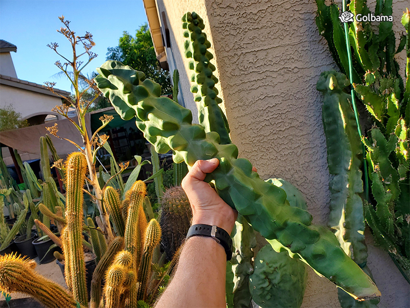 انواع مختلف کاکتوس: 126. کاکتوس توتم پل (Totem Pole Cactus)