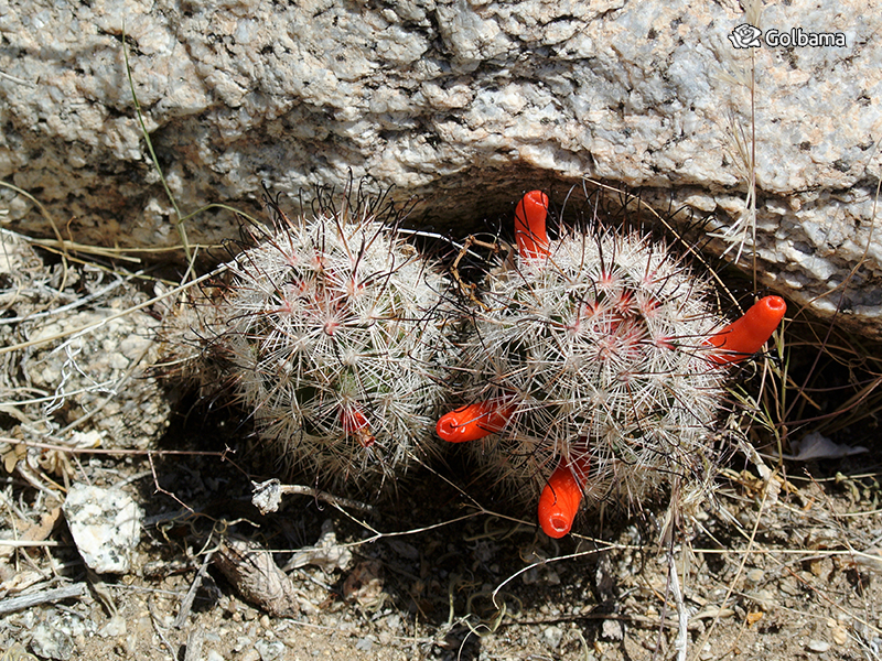 انواع مختلف کاکتوس: 37. کاکتوس قلاب ماهیگیری (Common Fishhook Cactus)