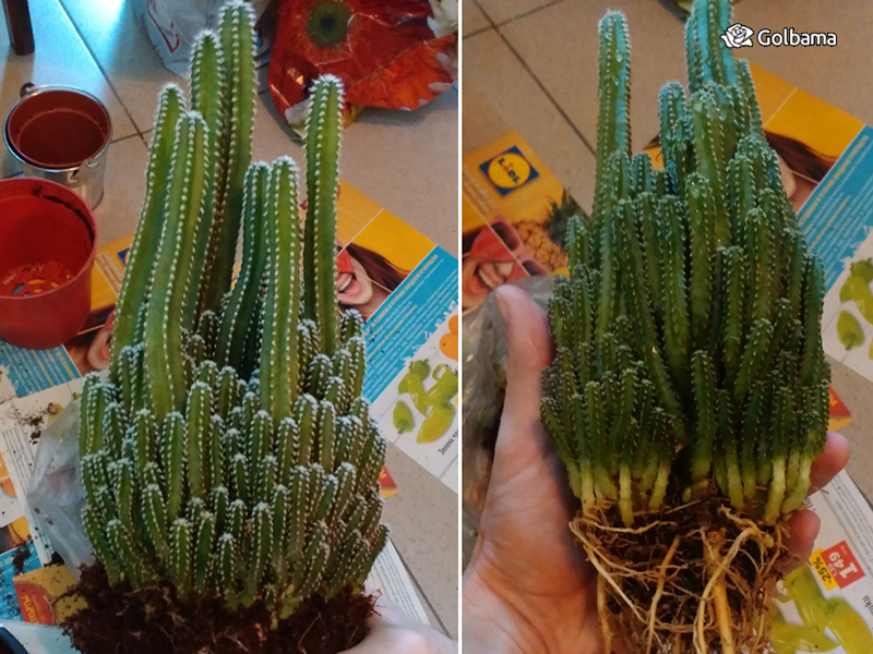 انواعِ مختلف کاکتوس: 50. کاکتوس قلعه پری (fairy castle cactus)