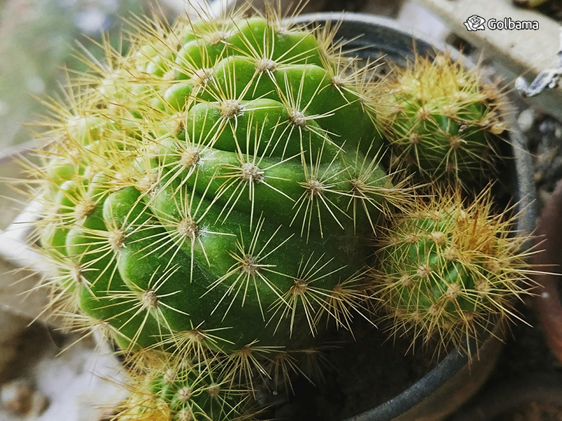 انواعِ مختلف کاکتوس: 52. کاکتوس قلاب ماهی‌گیری (Fishhook Cactus)