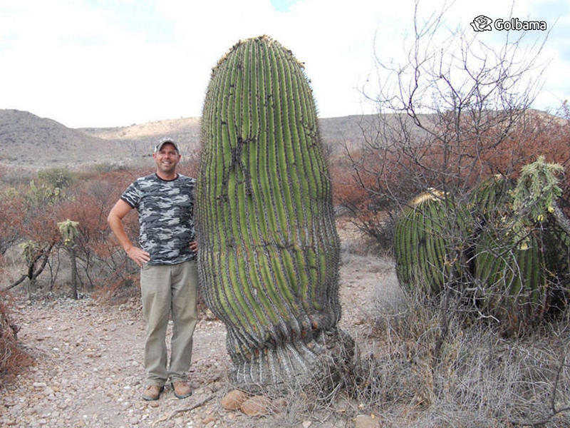 انواع مختلف کاکتوس: 53. کاکتوس اچینو (Giant Barrel Cactus)