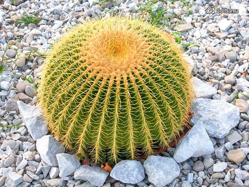 انواع مختلف کاکتوس: 57. کاکتوس بشکه طلایی (Golden Barrel Cactus)