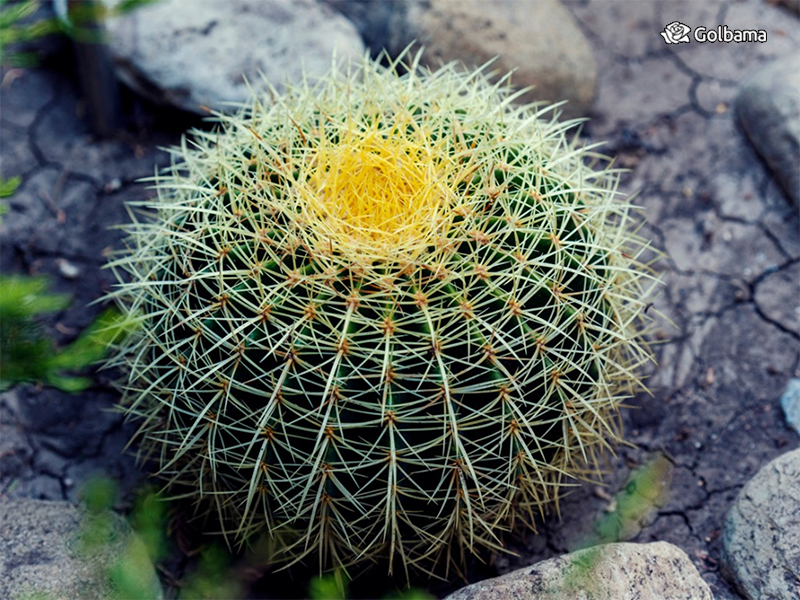 انواع مختلف کاکتوس: 130. کاکتوس بشکه‌ای پشمالو (Woolly-headed Barrel Cactus)