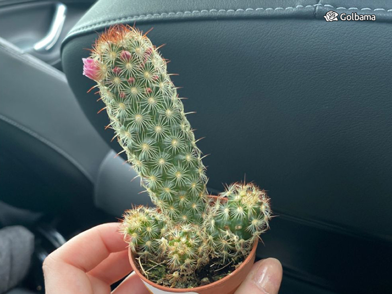 انواع مختلف کاکتوس: 69. کاکتوس مامیلاریا الونگاتا (Lady Finger Cactus)