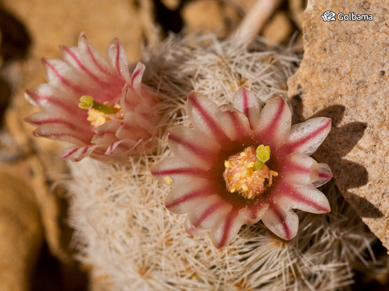 انواع مختلف کاکتوس: 76. کاکتوس بالشتکی (Lace spine Pincushion Cactus)