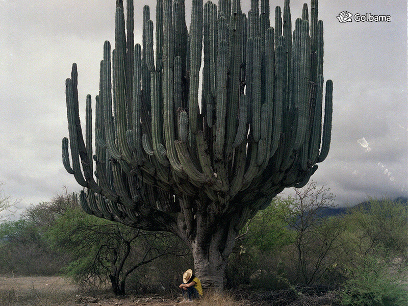 انواع مختلف کاکتوس: 84. عظیم‌الجثه مکزیکی (Mexican Giant Cardon)