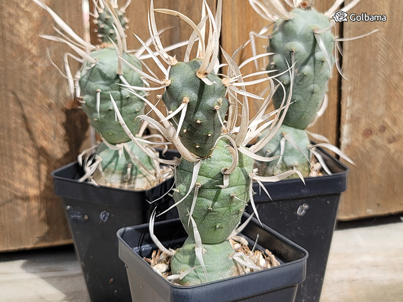 انواع مختلف کاکتوس: 91. کاکتوس تیغ کاغذی (Paper Spine Cactus)