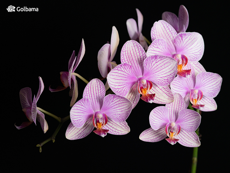 محبوب‌ترین گل های دنیا – ارکیده (Orchids)