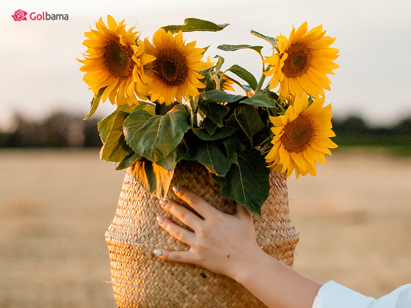 محبوب ترین گل های دنیا – گل آفتابگردان (Sunflower)
