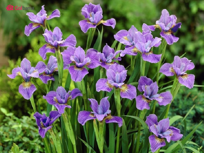 محبوب‌ترین گل‌های دنیا – گل زنبق (Irises)