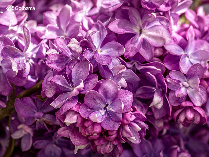 محبوب‌ترین گل‌های دنیا – بنفشه (Violet)