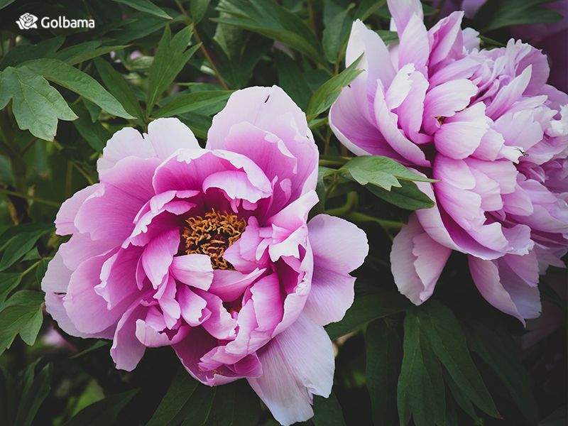 محبوب‌ترین گل‌های دنیا – پیونی یا گل صدتومانی (Peony)