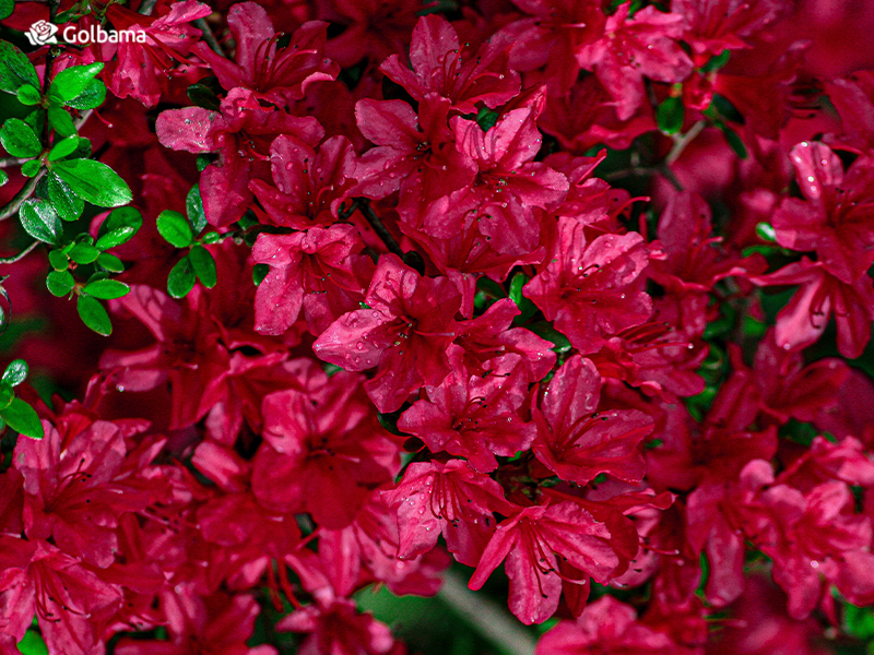 محبوب‌ترین گل‌های جهان – آزالیا (Azalea)