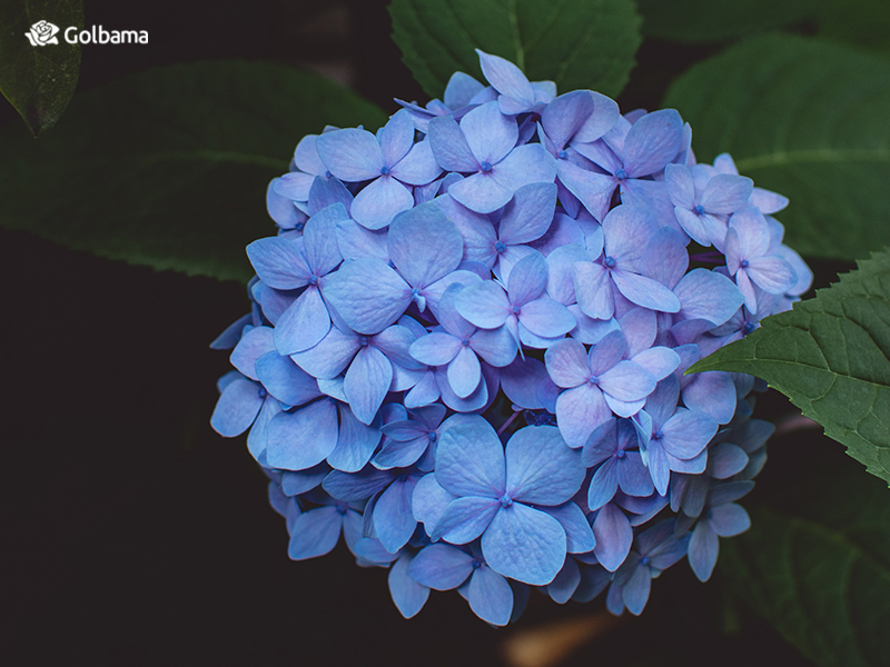 محبوب‌ترین گل‌های دنیا – گل ادریسی (Hydrangea)