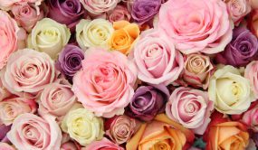 راهنمایی کامل به معانی رنگ‌های مختلف گل رز