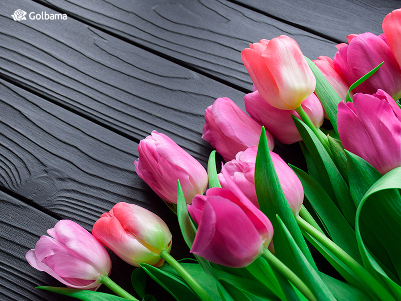 محبوب‌ترین گل‌های دنیا – لاله (Tulip)