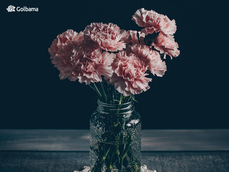 محبوب‌ترین گل‌های دنیا – میخک (Carnation)