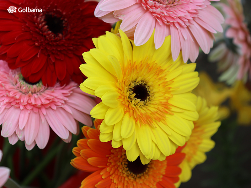 محبوب‌ترین گل‌های دنیا – ژربرا (Gerbera)