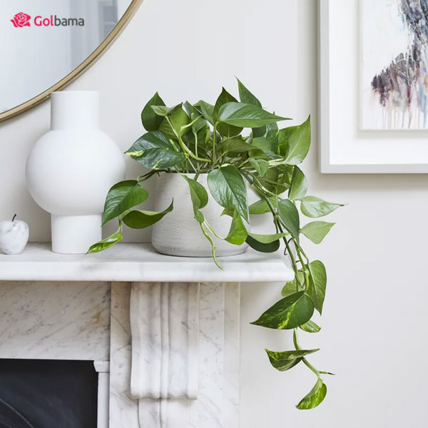 پوتوس یا پتوس یکی از گیاهان آپارتمانی تصفیه کننده هوا