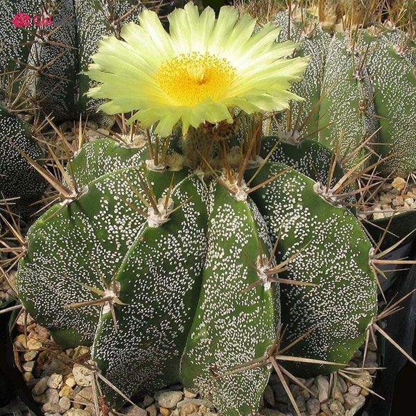 انواعِ کاکتوس گلدار: کاکتوس کلاه راهب (Monk’s Hood Cactus)