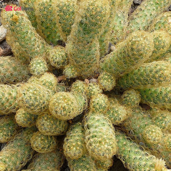 انواع کاکتوسِ گلدار:کاکتوس لیدی فینگر (Ladyfinger Cactus)